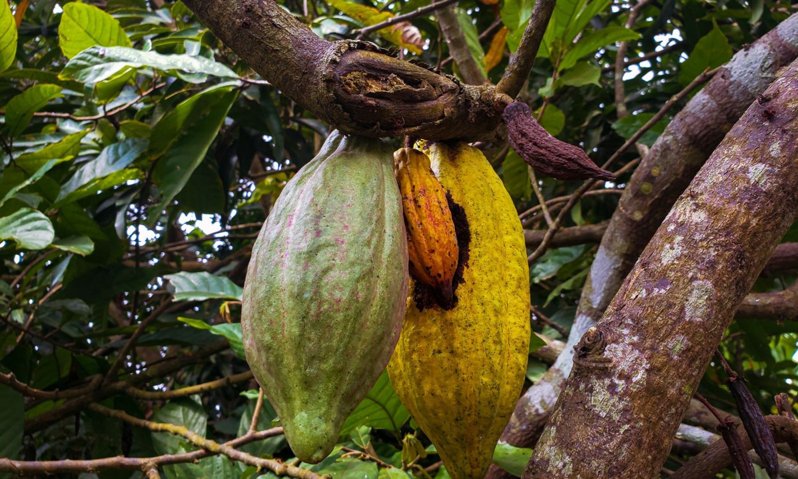 Côte d'Ivoire